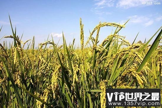 湖南澧阳平原是世界水稻最早起源地