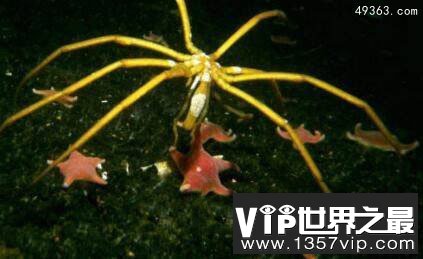 分布在南极洲的特殊生物:南极羽毛星竟有20只触手