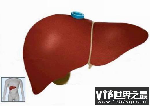 肝脏为什么是人体最大的解毒器官