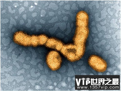 人类历史上12种最致命病毒,冠状病毒上榜