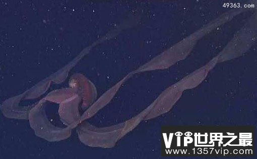 深海中的摄魂怪：冥河水母为什么那么恐怖