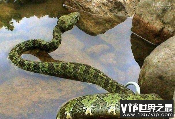 中国独有的莽山烙铁头蛇(价值百万)，全国就500条左右
