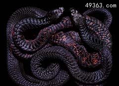 黑虎蛇，攻击性极强毒液的成分及其复杂