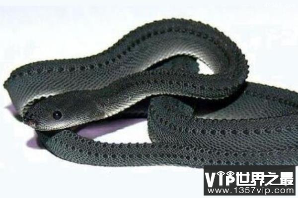 世界上最罕见最珍稀的蛇：爪哇闪皮蛇最像龙的蛇