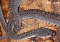世界上最罕见最珍稀的蛇：爪哇闪皮蛇最像龙的蛇