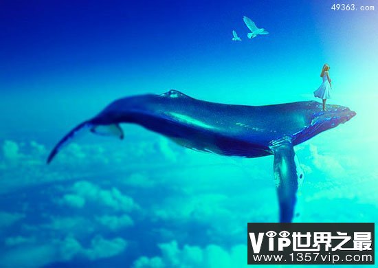 蓝鲸惨死漂浮海面可能被船撞死，蓝鲸要灭绝吗?
