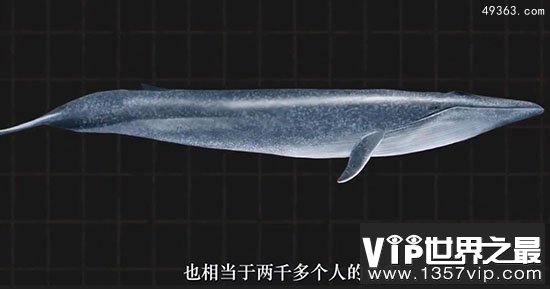 蓝鲸惨死漂浮海面可能被船撞死，蓝鲸要灭绝吗?