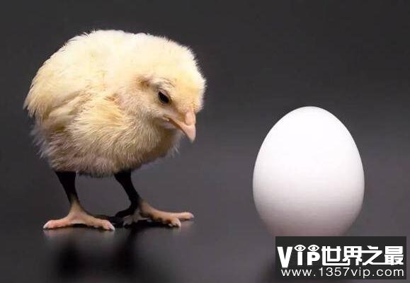 是先有鸡还是先有蛋正确答案公布，经过科学研究论证发现是先有鸡