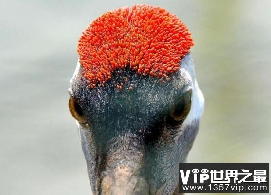 鹤顶红是什么毒药，俗称砒霜(古时候的鹤顶红是不纯的三氧化二砷)
