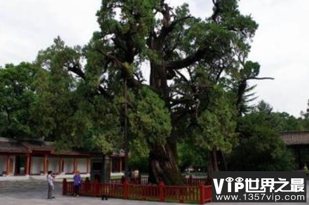中国十大名树排行榜 迎客松上榜 第六的名字最霸气