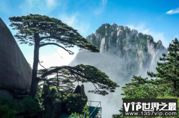 中国十大名树排行榜 迎客松上榜 第六的名字最霸气