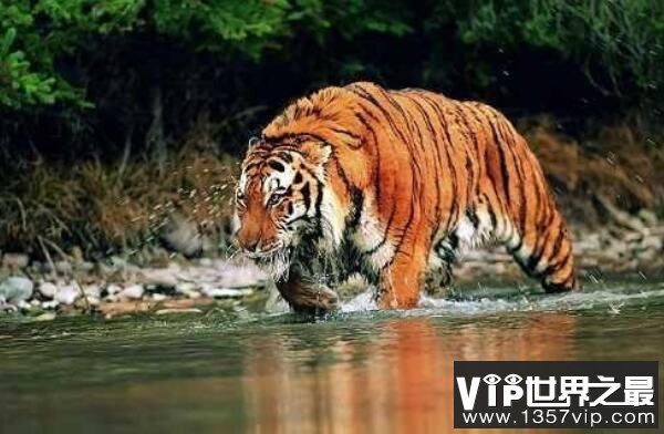 中国十大濒临灭绝的珍稀动物