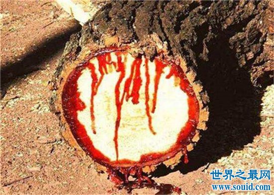 世界上最神奇的10棵树，世界上竟然有吸血树！