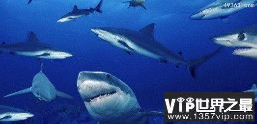 全球最可怕的十大鲨鱼，十大关于鲨鱼的惊悚电影