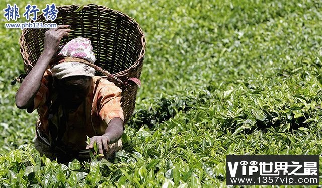 世界茶叶生产国家排行
