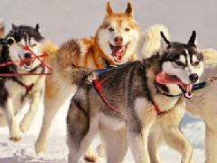 雪橇三傻是哪三种狗，雪橇三傻谁最没攻击性