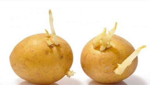 发芽的土豆还能吃吗，土豆中毒会自己好吗