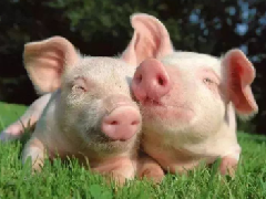 猪的寿命是多少年，十大高智商的动物猪就很聪明！