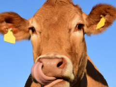 牛有几个胃，牛的胃哪个才是真正的胃