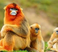 世界上最奇特的动物：金丝猴，吃东西的样子很斯文