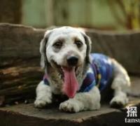 世界上舌头最长的狗：圣伯纳狗，舌头长18.58厘米(收入吉尼斯纪录)