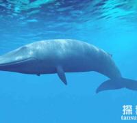 世界上最大的动物：蓝鲸，憨萌可爱（深海巨物）