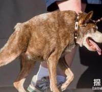 世界上最丑的犬种：卡西莫多犬，没有脖子的“钟楼怪人”