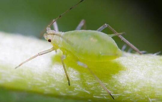 世界上繁殖最快的昆虫：蚜虫，一年繁殖30代(N世同堂)