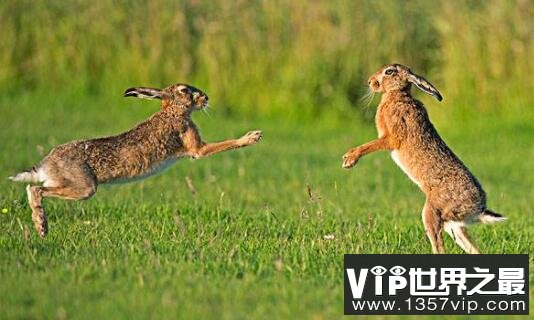 世界上速度最快的兔子：欧洲野兔，时速72公里的速度之王