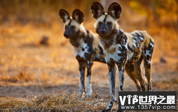 非洲野狗的奔跑速度有多快，时速高达50多公里(个头小跑得贼快)