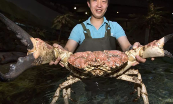 世界上最大的螃蟹，体长4.2米的巨型杀人蟹
