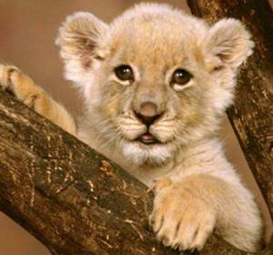 世界上最小的狮子：索马里狮，出生时体重只有1斤