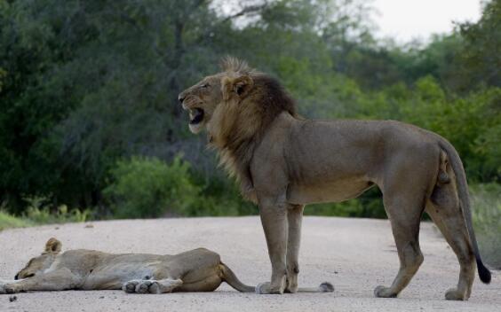 世界上最大的狮子：开普狮，体重994Kg的超大型狮子