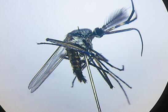 世界上最大的蚊子：华丽巨蚊，有着华丽花纹的漂亮蚊子