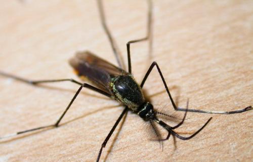 世界上最大的蚊子：华丽巨蚊，有着华丽花纹的漂亮蚊子