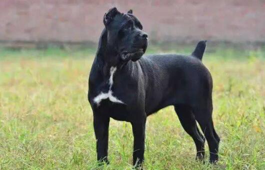 世界十大最凶猛的狗排行，比特犬与土佐斗犬位列其中