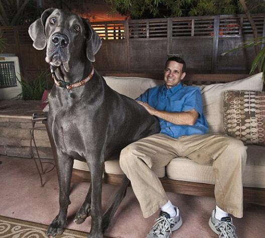 世界上最高大的狗：大乔治，身高220厘米的大丹狗