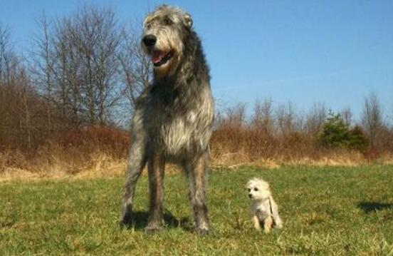 世界上最高大的狗：大乔治，身高220厘米的大丹狗