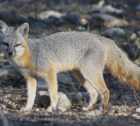 灰狐的奔跑速度有多快，时带高达45公里的快跑者