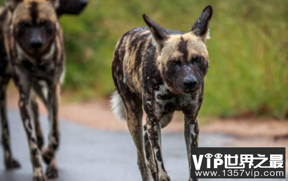 非洲野狗的奔跑速度有多快，时速高达50多公里(个头小跑得贼快)