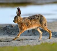 欧洲野兔的奔跑速度有多快，时速高达60公里的草原狠角色
