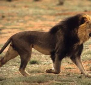 开普狮和巴巴里狮谁大，世界最大狮子体型数据对比
