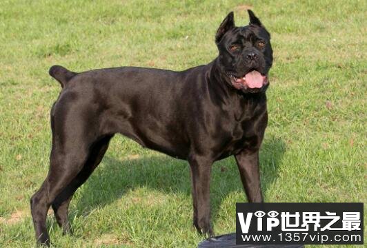 世界三大顶级护卫犬，卡斯罗犬与罗威纳犬哪个更知名