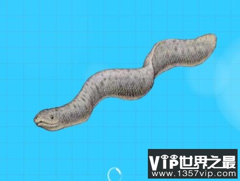 史前巨型海蛇古杯蛇，六千多万年前的海中怪物