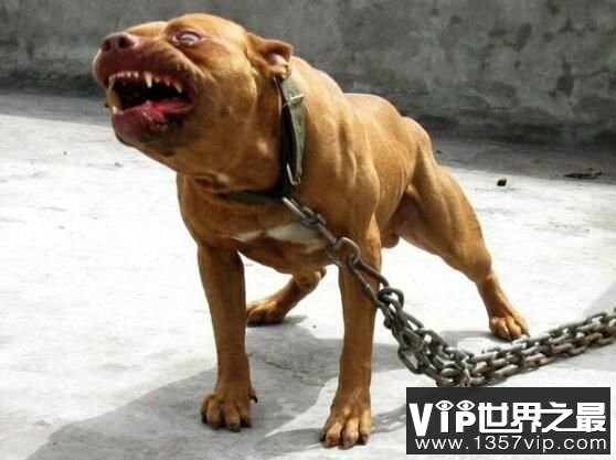 世界恶犬之比特犬，具有强大杀伤力的凶猛犬种