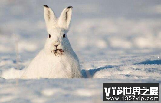 世界上速度最快的兔子：欧洲野兔，时速72公里的速度之王