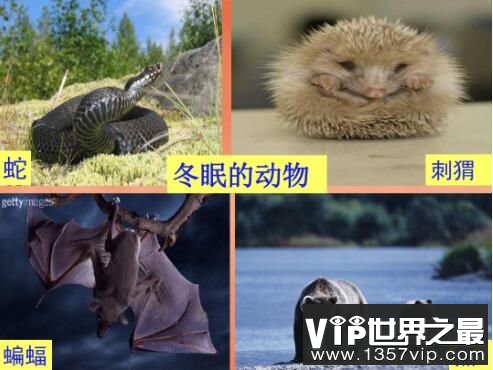 不冬眠的动物有哪些，大雁的过冬方式什么样