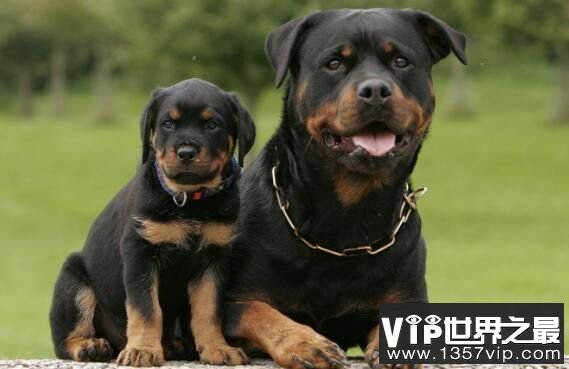 世界恶犬之罗威纳犬，兼具勇气与力量的犬种