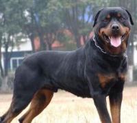 世界恶犬之罗威纳犬，兼具勇气与力量的犬种