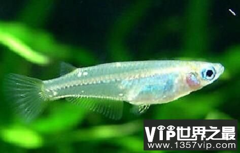 解密十种杀不死的生物,生命力顽强竟不怕核武器